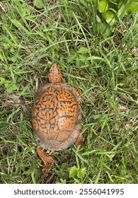 Box turtle in the grass