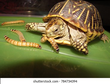 Box Turtle In Its Habitat Eating Meal Worms