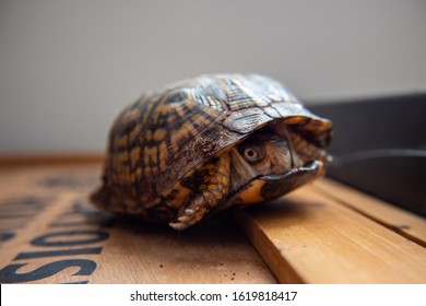 Box Turtle Hiding And Slightly Peeking Out Of It's Shell