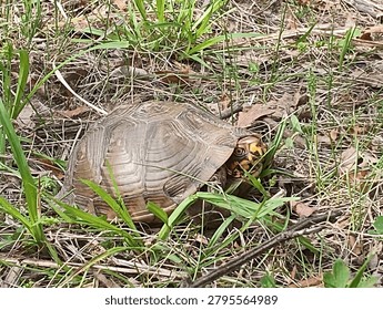 box turtle in Lipton conservation area