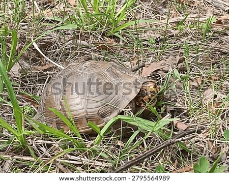 box turtle in Lipton conservation area