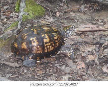 Box turtle on the move
