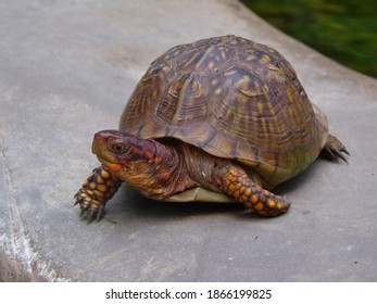 Box Turtle Orange Markings On Rock Stock Photo 1866199825 | Shutterstock