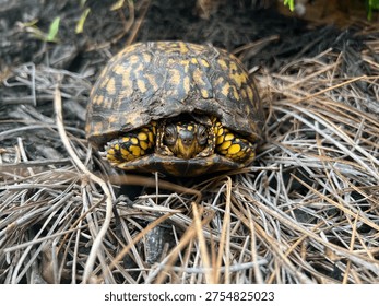 Box turtle peeking through its shell 