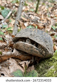 Box turtle peeks out of shell