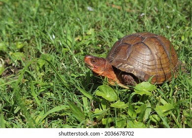 Box Turtle Roaming Through Yard in Eastern Texas