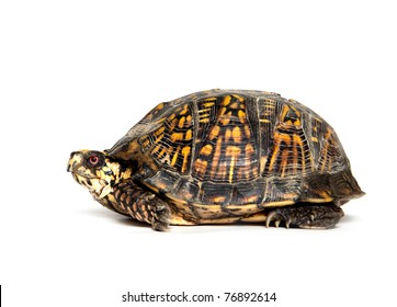 Box Turtle Sitting On White Background Stock Photo 76892614 | Shutterstock