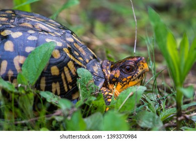 18 Pennsylvania box turtle Images, Stock Photos & Vectors | Shutterstock