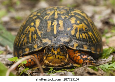 18 Pennsylvania box turtle Images, Stock Photos & Vectors | Shutterstock