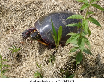 Box Turtle Walking In Brown Grass In Avon, Connecticut.