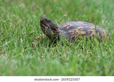 A box turtle walking in grass