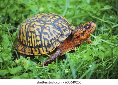 18 Pennsylvania box turtle Images, Stock Photos & Vectors | Shutterstock