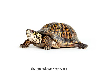 Box Turtle Walking On White Background Stock Photo 76771666 | Shutterstock