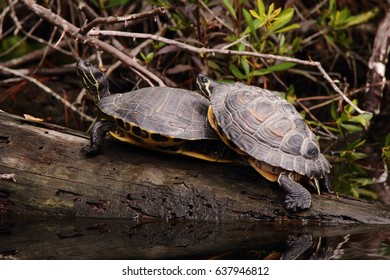 Box Turtles Stock Photo 637946812 | Shutterstock