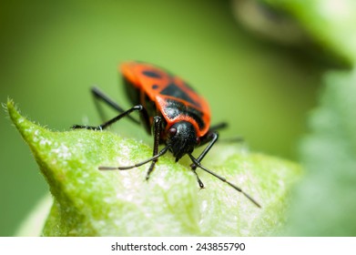 Boxelder Bug