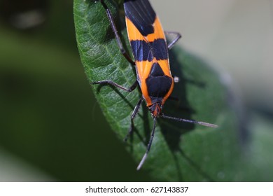 Boxelder Bug