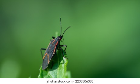 Boxelder bug looking from an edge of a leaf close up