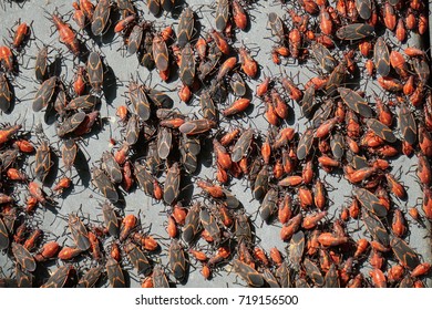 Boxelder Bugs