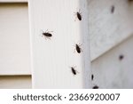 Boxelder bugs or Boisea trivittata cling to the walls of a house during the fall season in America. These bugs are redolent and will release a pungent.