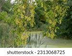 Boxelder maple tree seeds or samaras in summer