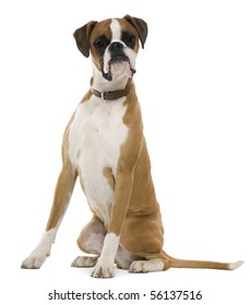 Boxer 12 Months Old Sitting Front Stock Photo 56137516 | Shutterstock