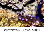 Boxer banded coral shrimp - Stenopus hispidus