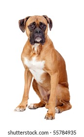 Boxer Breed Dog Isolated On White Background