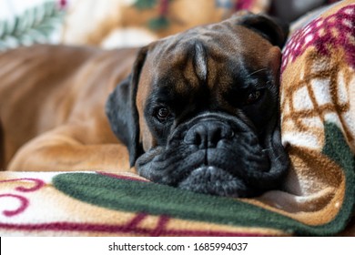 Boxer Breed Dog Lying On The Armchair At Home, Bored Because He Can't Go Outside When He's In A State Of Alarm Because Of The Covid19 Virus. Body Partially Unfocused. Quarantine Coronavirus Concept.