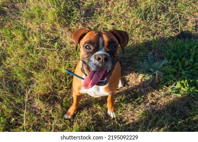 Boxer Breed Dog Sticking Out His Tongue. (Selective Focus).