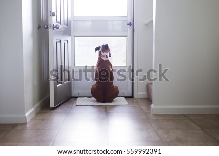 Boxer canine looks through screen door while waiting for something.