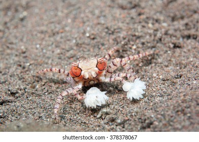 Pom Pom Crab High Res Stock Images Shutterstock