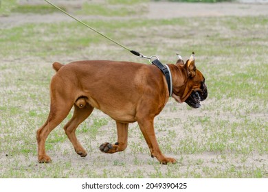 Boxer with docked tail. The dog in front also has cropped ears. Big brown dog walks on leash. Selective focus, motion blurred, defocus, noise.