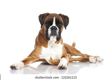 3,577 Boxer dog lying Images, Stock Photos & Vectors | Shutterstock