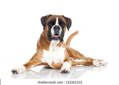 3,577 Boxer dog lying Images, Stock Photos & Vectors | Shutterstock