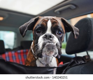 Boxer Dog