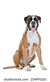 Boxer Dog