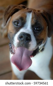 Boxer Dog