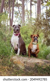 A Boxer Dog And A American Staffordshire Terrier Dog. Sitting On A Rock In Nature. A Beautiful Green Forest. Wearing Collars. 