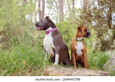 A Boxer Dog And A American Staffordshire Terrier Dog. Sitting On A Rock In Nature. A Beautiful Green Forest. Wearing Collars. 