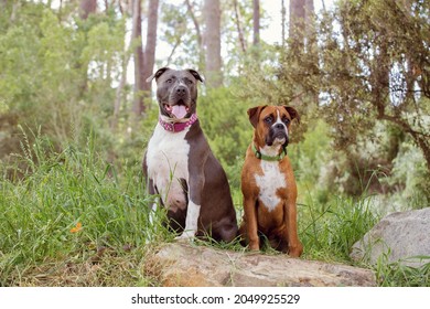 A Boxer Dog And A American Staffordshire Terrier Dog. Sitting On A Rock In Nature. A Beautiful Green Forest. Wearing Collars. 