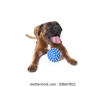 Boxer Dog With Ball, Boxer Dog