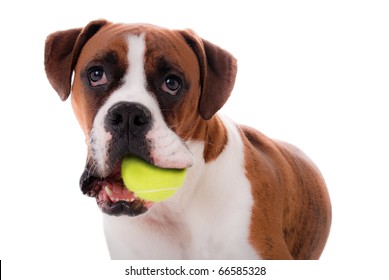 Boxer Dog With Ball