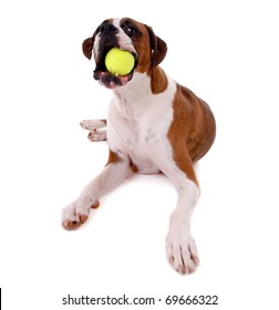 Boxer Dog With Ball