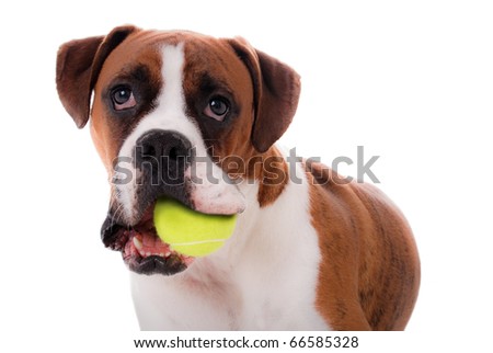 Boxer Dog with Ball