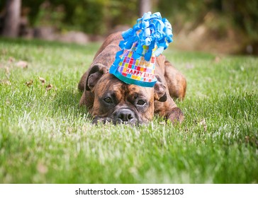 boxer dog dressed up