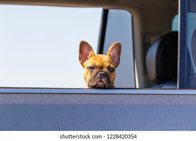 Boxer Dog In Car