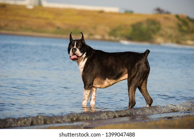 Boxer dog with cropped ears standing in shallow water