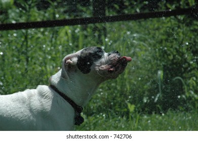 Boxer Dog (deaf) Drinking From A Sprinkler