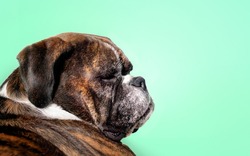 Boxer Dog Dozing Off With Color Background. Side Profile Of Relaxed And Sleepy 5 Year Old Female Brindle Boxer In Front. Medium To Large Short Hair Dog With Short Nose. Selective Focus