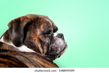 Boxer Dog Dozing Off With Color Background. Side Profile Of Relaxed And Sleepy 5 Year Old Female Brindle Boxer In Front. Medium To Large Short Hair Dog With Short Nose. Selective Focus